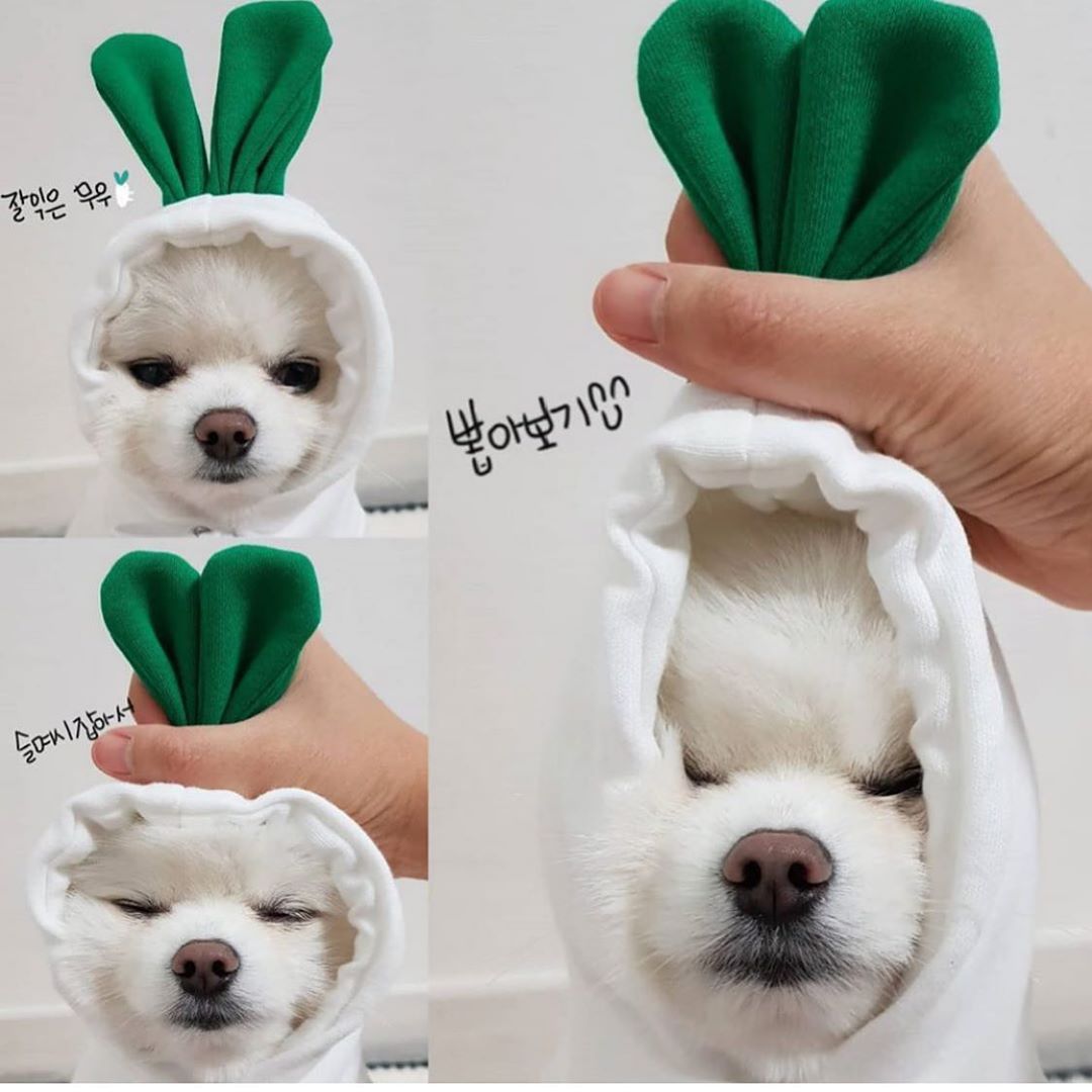 Schattige Fruit Hoodies voor Kleine Honden – Warme Winterjas van Fleece voor Chihuahua, Franse Bulldog