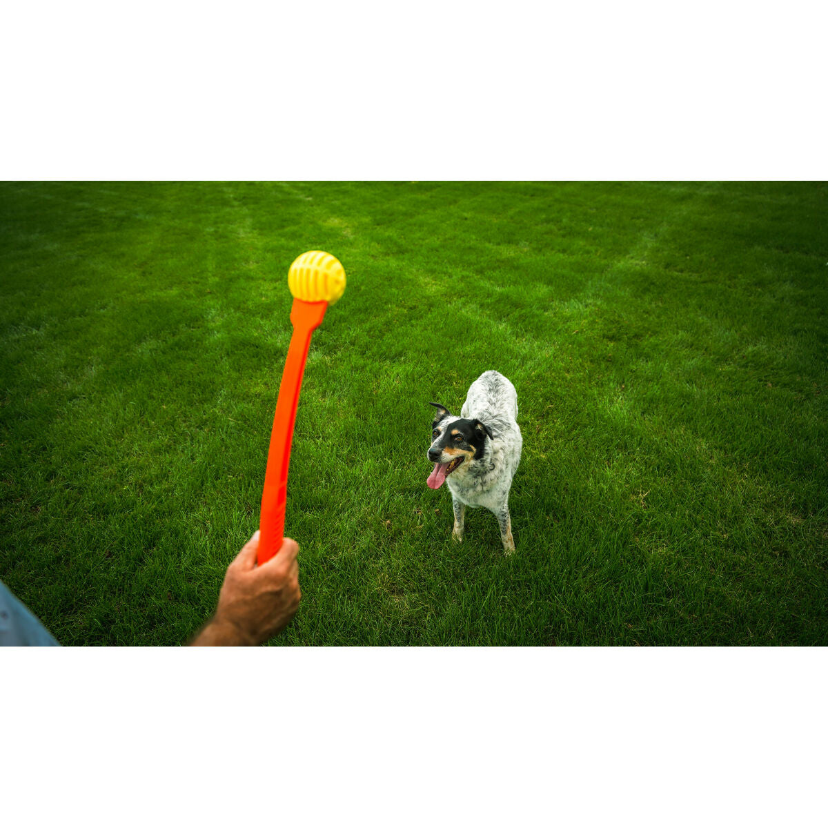 Ball Launcher for Dogs Hunter-4